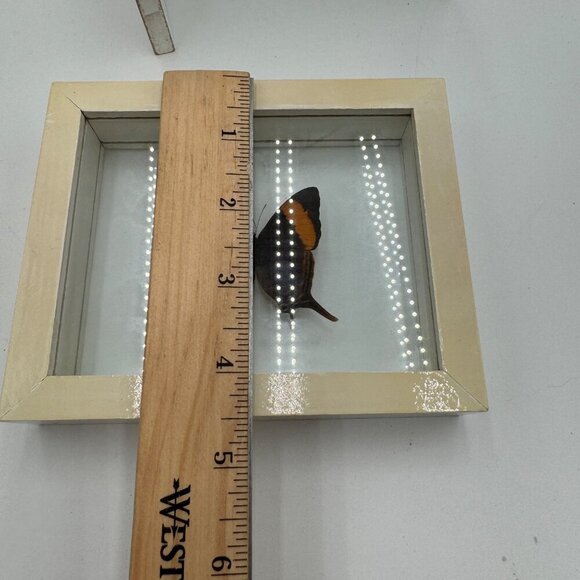 FRAMED DAGGERWING BUTTERFLY (MARPESIA CORINNA) Mounted butterfly wall hanging pi - Picture 9 of 11